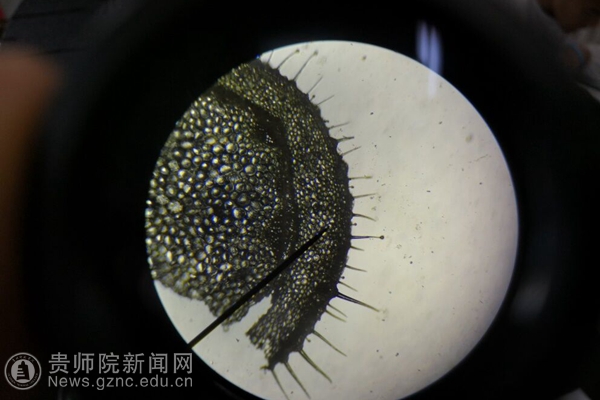 天竺葵叶下表皮显微镜图片
